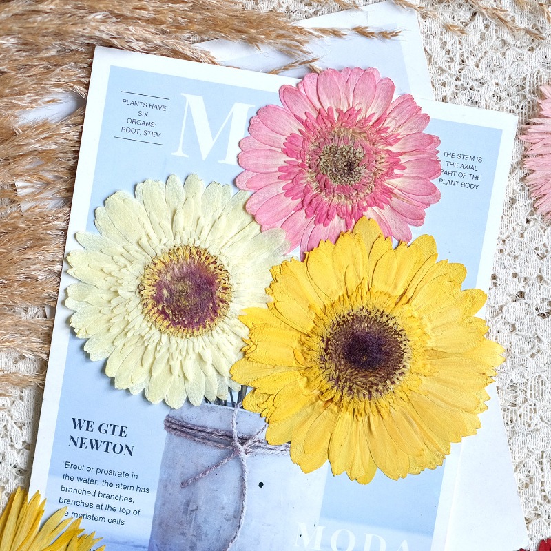 1 peça/7-9cm, gerbera prensada - Resin Art Phone Case avaliação e preço